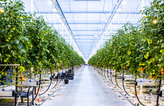agriculture-hydroponic-greenhouses