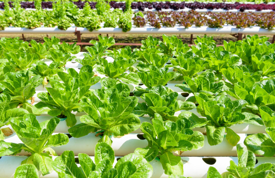 agriculture-nutrient-film-technique