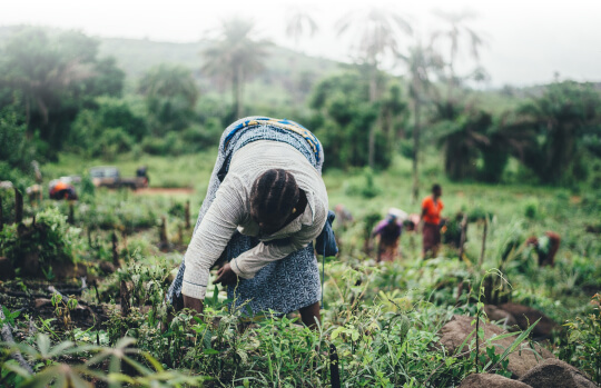 agriculture-regenerative-farming