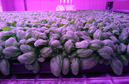 agriculture-vertical-farming